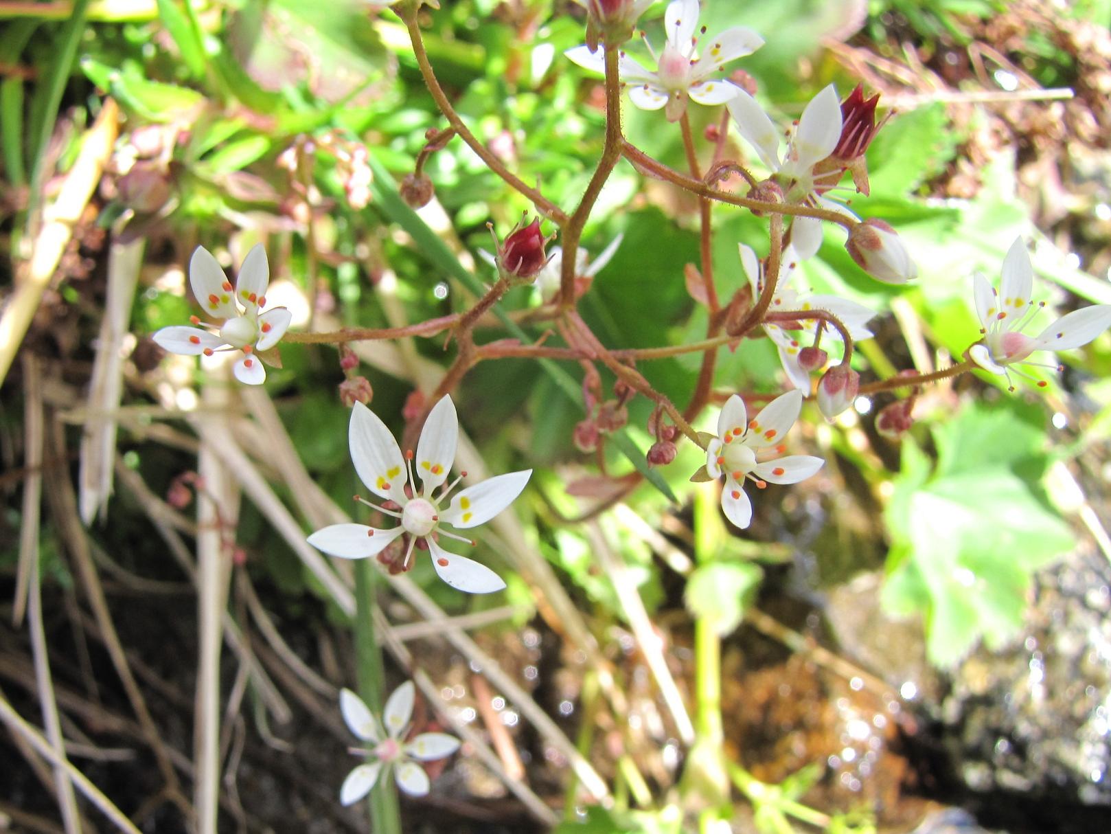 Micranthes engleri (=Saxifraga stellaris) / Sassifraga stellata